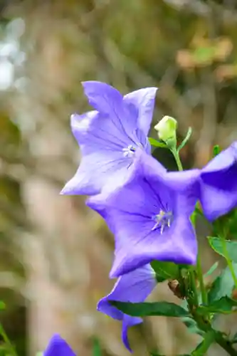 尻岸内八幡神社の自然