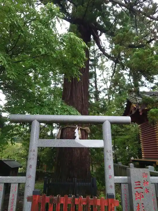 大杉神社(茨城県)
