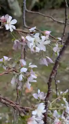 妙蓮寺(京都府)