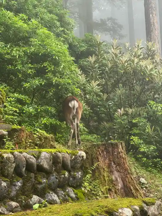 三峯神社(埼玉県)