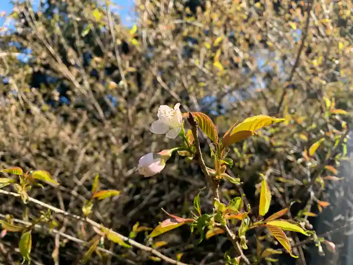 普門寺(切り絵御朱印発祥の寺)の自然