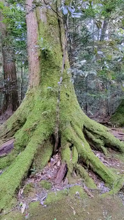 瀧原宮(皇大神宮別宮)の自然