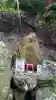 若山神社(大阪府)