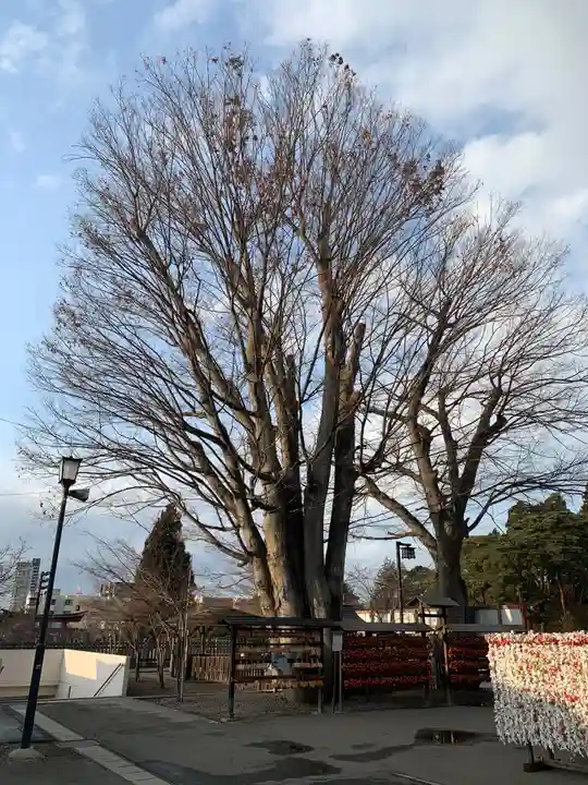 盛岡八幡宮の自然