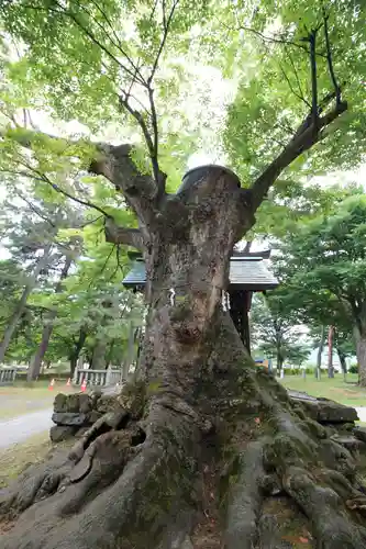 川中島古戦場八幡社の歴史