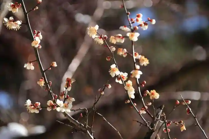 鹿島大神宮の庭園