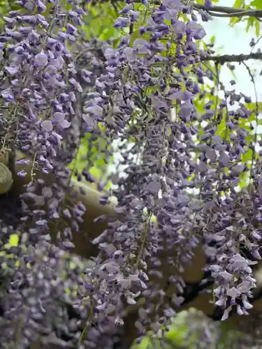 佐野原神社の自然