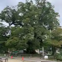 野間神社の自然
