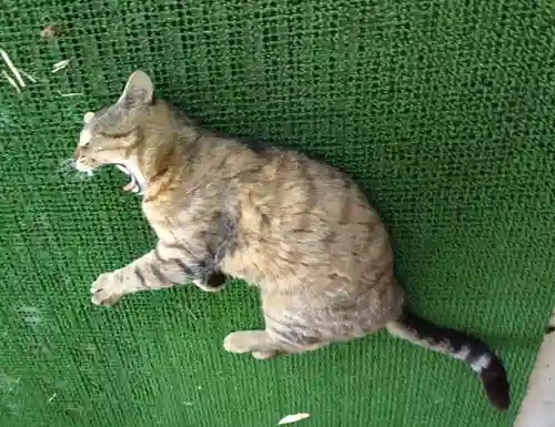 鹿角八坂神社の動物