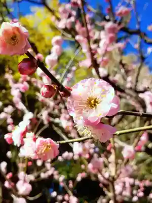 妙法寺(東京都)