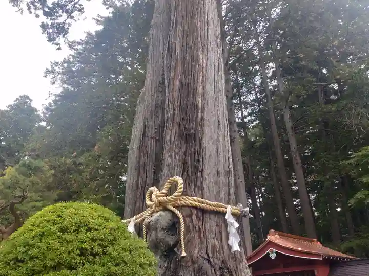 北口本宮冨士浅間神社の自然