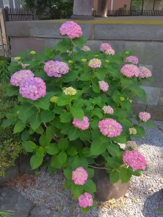 葛飾八幡宮(千葉県)