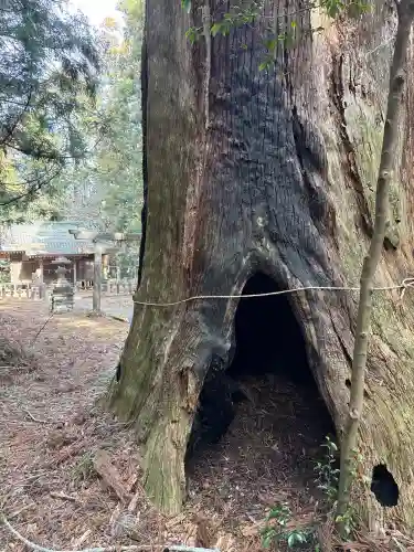 日光神社（名草中町）の{uncategorized: "未分類", other: "その他", undefined: "問題あり", building: "その他建物", grave: "お墓", sacred_gate: "鳥居", guardian: "狛犬", statue: "像", buddha: "仏像", history: "歴史", nature: "自然", garden: "庭園", animal: "動物", pagoda: "塔", temizu: "手水舎", mountain_gate: "山門・神門", sanctuary: "本殿・本堂", subordinate: "末社・摂社", art: "芸術", scenery: "景色", jizo: "地蔵", ema: "絵馬", goshuin: "御朱印", omikuji: "おみくじ", items: "授与品その他", amulet: "お守り", goshuincho: "御朱印帳", eats: "食事", festival: "お祭り", votive_dance: "神楽", shichigosan: "七五三参", wedding: "結婚式", experience: "体験その他", initially: "初詣", around: "周辺", anti_infection: "感染症対策"}