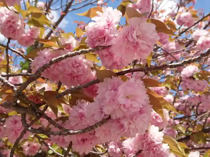 三河別院の自然