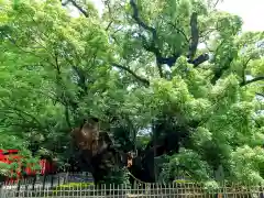 浜松八幡宮の自然