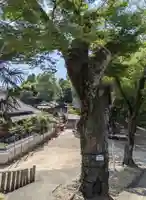棚倉孫神社(京都府)