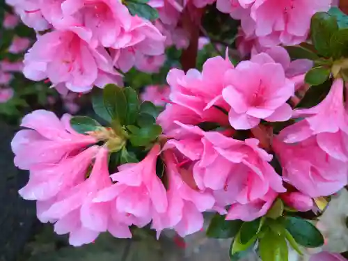 阿智神社の自然