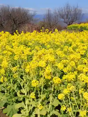 吾妻神社の御朱印