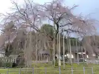 足羽神社の自然