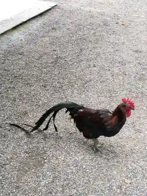 石上神宮の{uncategorized: "未分類", other: "その他", undefined: "問題あり", building: "その他建物", grave: "お墓", sacred_gate: "鳥居", guardian: "狛犬", statue: "像", buddha: "仏像", history: "歴史", nature: "自然", garden: "庭園", animal: "動物", pagoda: "塔", temizu: "手水舎", mountain_gate: "山門・神門", sanctuary: "本殿・本堂", subordinate: "末社・摂社", art: "芸術", scenery: "景色", jizo: "地蔵", ema: "絵馬", goshuin: "御朱印", omikuji: "おみくじ", items: "授与品その他", amulet: "お守り", goshuincho: "御朱印帳", eats: "食事", festival: "お祭り", votive_dance: "神楽", shichigosan: "七五三参", wedding: "結婚式", experience: "体験その他", initially: "初詣", around: "周辺", anti_infection: "感染症対策"}