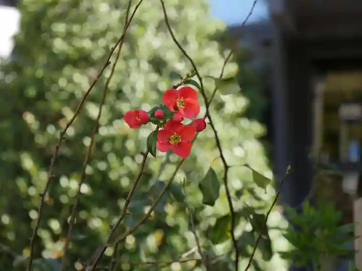 湯島御霊社の自然