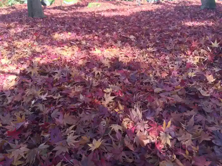 禅林寺(永観堂)の自然
