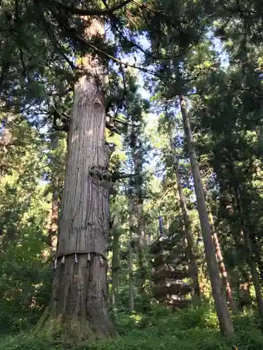 出羽神社(出羽三山神社)～三神合祭殿～の自然