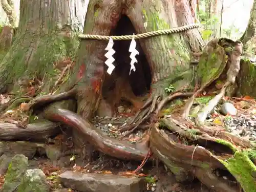 戸隠神社奥社の自然