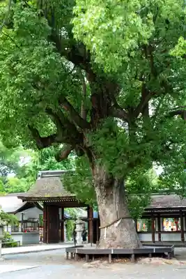 平野神社(京都府)