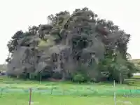 櫛玉命神社(奈良県)