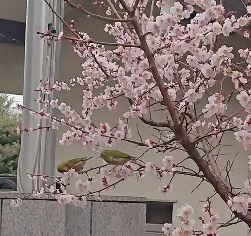 諏訪神社(東京都)