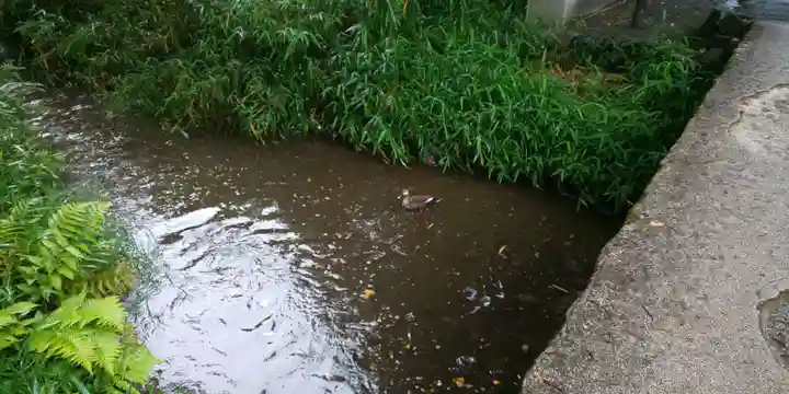 賀茂御祖神社(下鴨神社)の自然