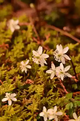 金峰神社(高知県)