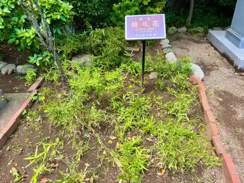 埼玉縣護國神社(埼玉県)