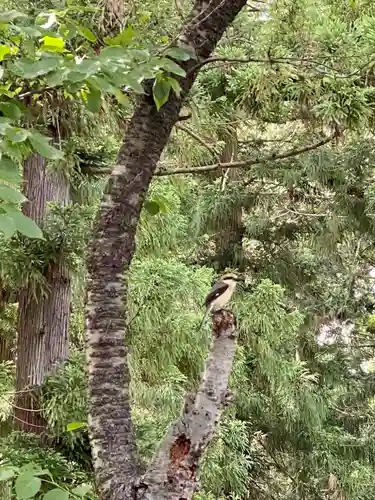 冨士御室浅間神社の動物