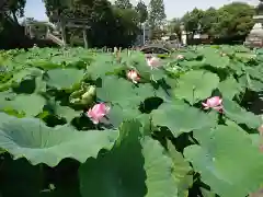 伊賀八幡宮の自然