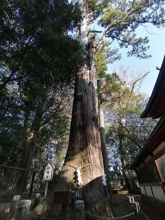 一言主神社の自然