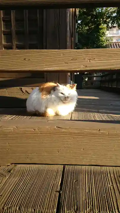 阿邪訶根神社の動物