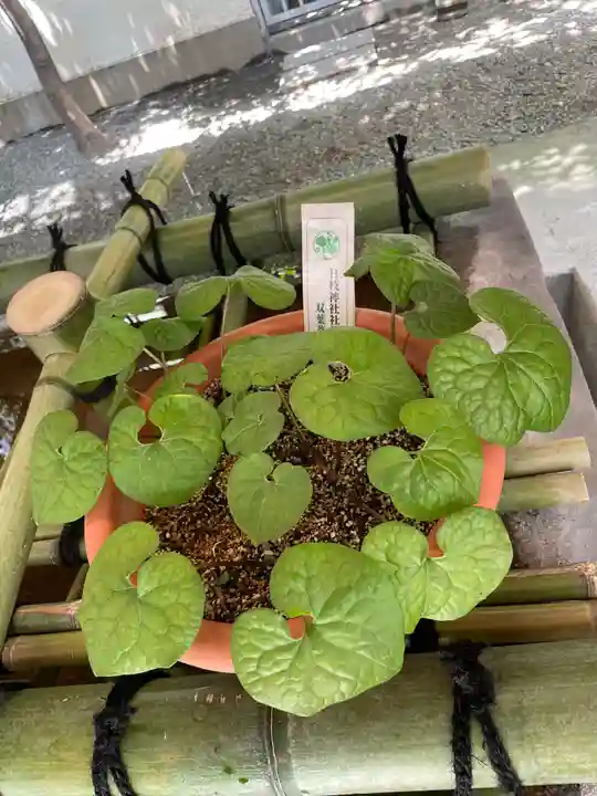 日本橋日枝神社の自然