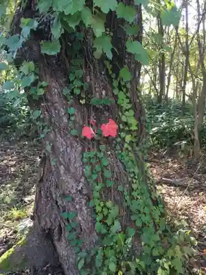 豊里神社の自然