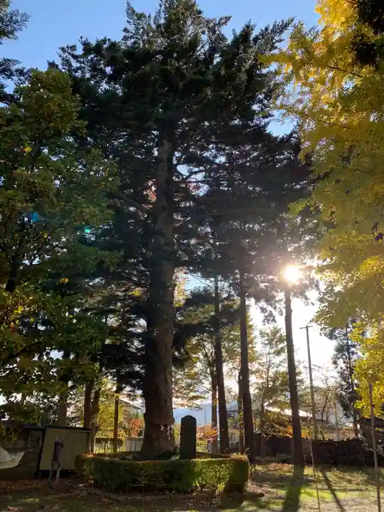 大宮神社の自然