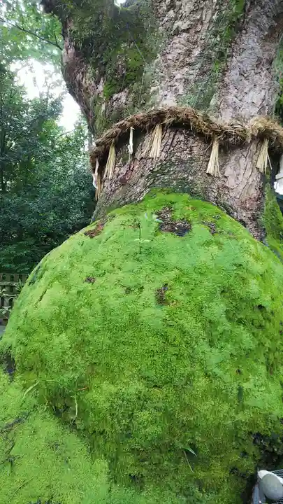 熱田神宮の自然