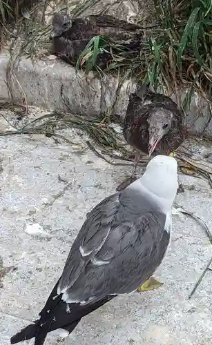 蕪嶋神社(青森県)