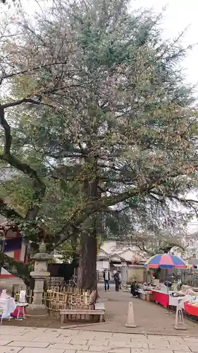 新井薬師（梅照院）の自然