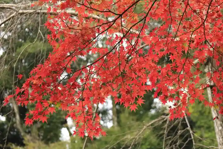出雲大神宮(京都府)