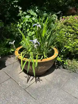 阿佐ヶ谷神明宮(東京都)