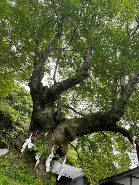 しなの木神社(群馬県)