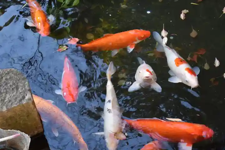 來宮神社の動物