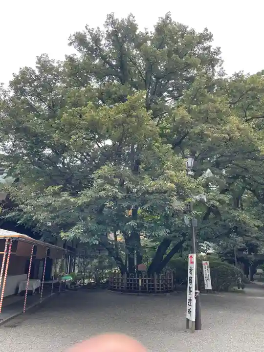 大宮八幡宮の自然