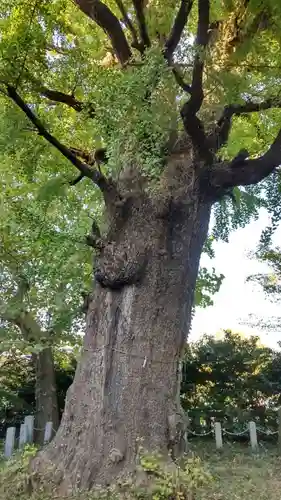 芝東照宮の自然